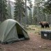 Bivouac discret en forêt de montagne avec une tente légère, une boîte rigide anti-ours éloignée du camp et un ours brun visible au loin entre les arbres.