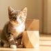 Chaton européen aux yeux verts assis près d’un bloc géométrique en bois dans un intérieur lumineux et chaleureux.