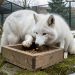 Renard arctique dans un enclos naturel de zoo, explorant une boîte interactive en bois qui distribue quelques croquettes.