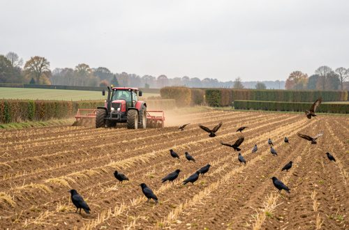 Un tracteur rouge laboure une parcelle à l’automne dans la campagne française, tandis que plusieurs rapaces et corvidés suivent les sillons à distance sous une lumière douce.