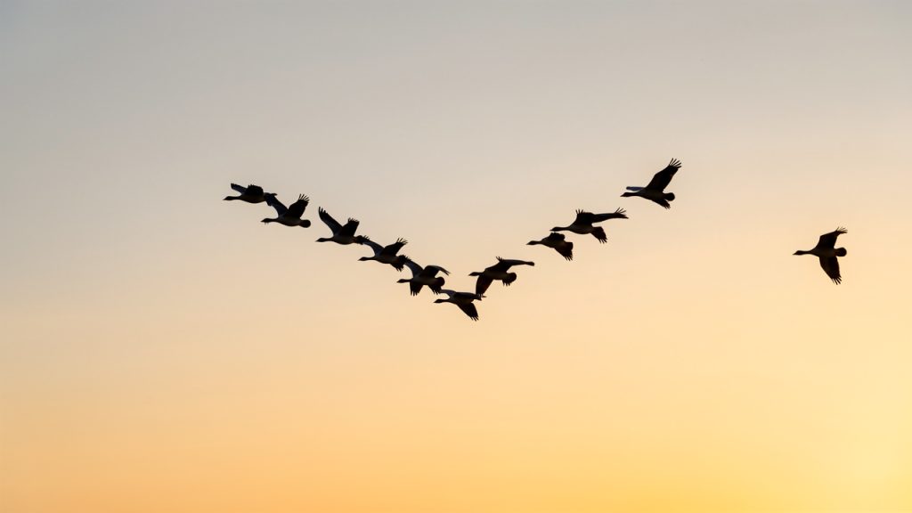 Vol d'oies migratrices en formation en V dans un ciel clair au lever du soleil, avec des détails fins sur les ailes et les silhouettes.