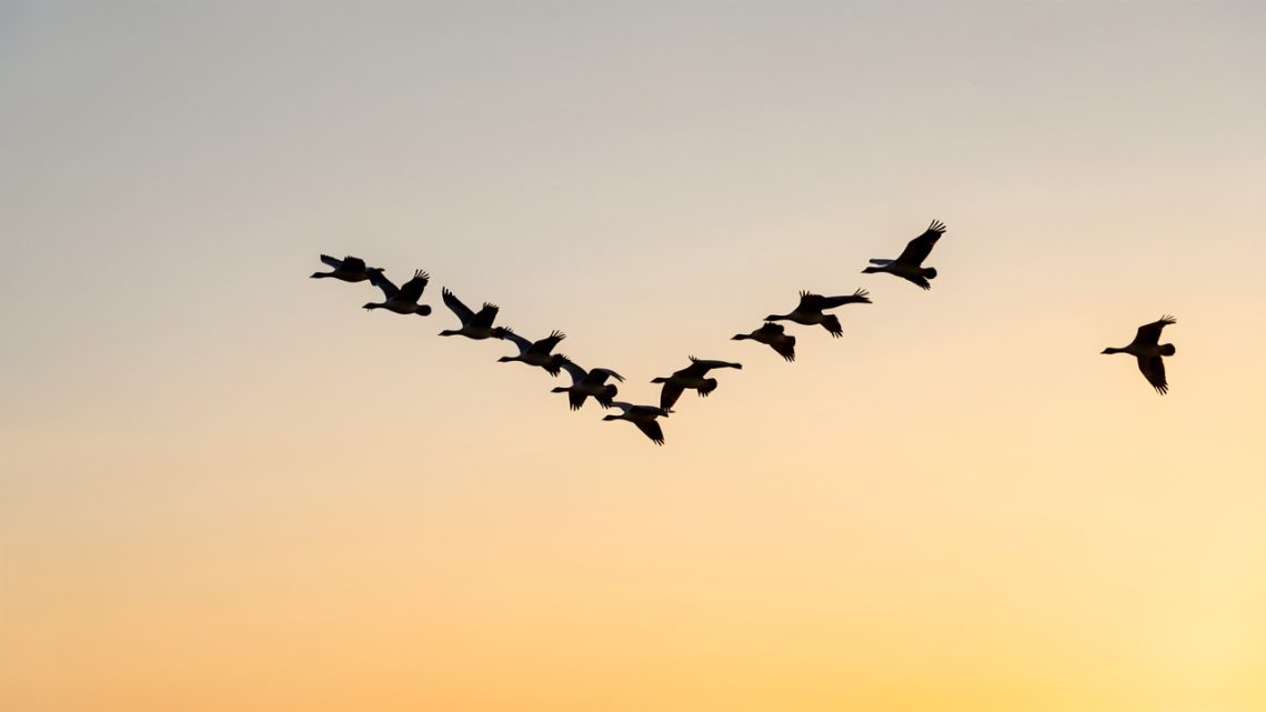 Vol d'oies migratrices en formation en V dans un ciel clair au lever du soleil, avec des détails fins sur les ailes et les silhouettes.