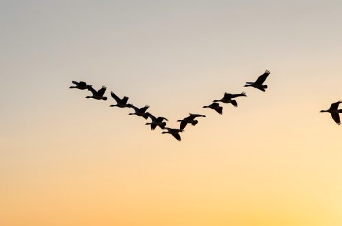 Vol d'oies migratrices en formation en V dans un ciel clair au lever du soleil, avec des détails fins sur les ailes et les silhouettes.