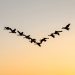 Vol d'oies migratrices en formation en V dans un ciel clair au lever du soleil, avec des détails fins sur les ailes et les silhouettes.