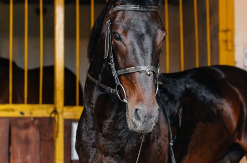 Chevaux installés dans les boxes d’une écurie de propriétaire.