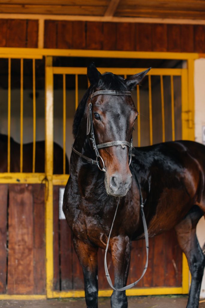 Chevaux installés dans les boxes d’une écurie de propriétaire.