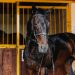 Chevaux installés dans les boxes d’une écurie de propriétaire.