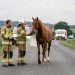 Deux sapeurs-pompiers français sécurisent calmement une route de campagne autour d’un cheval alezan échappé, avec un véhicule de secours en arrière-plan.